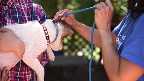 Cesar Millan Slip Lead Leash™ - 2-in-1 Slip Collar Dog Training Lead & Collar | Heavy Duty Durable Weatherproof Rope Leash, No Pull Training | Length 4ft Diameter 4/10”(Regular, Blue/Orange)