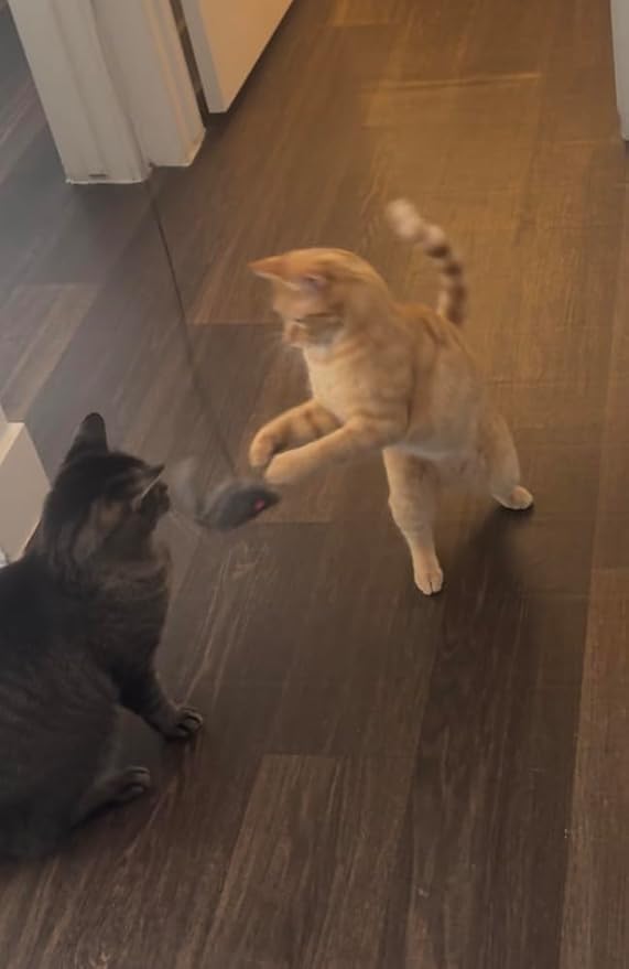 Interactive Cat Toys for Indoor Cats - Hanging Door Cat Toy with Bouncy Mouse and Bell - Door-Mounted Fun Toy for Cats at Home - Includes 2 Bonus Attachments