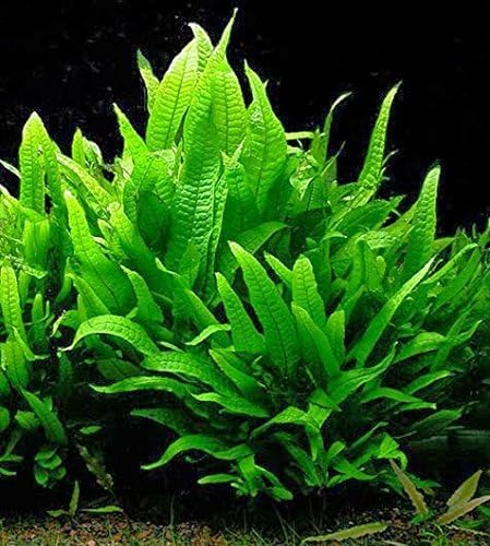 Potted Microsorum Plants - Java Fern | Live Freshwater Aquatic Plants for Aquariums and Terrariums - Low Light, Low Maintenance Plants. (Potted Microsorum Broad, 3 Pack)