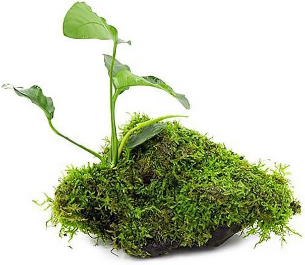 Live Aquarium Plants on Driftwood, Lava Rock, Moss Mat - Freshwater Fish Tank Plants (Anubias Barteri w/Christmas Moss, Driftwood (Medium))