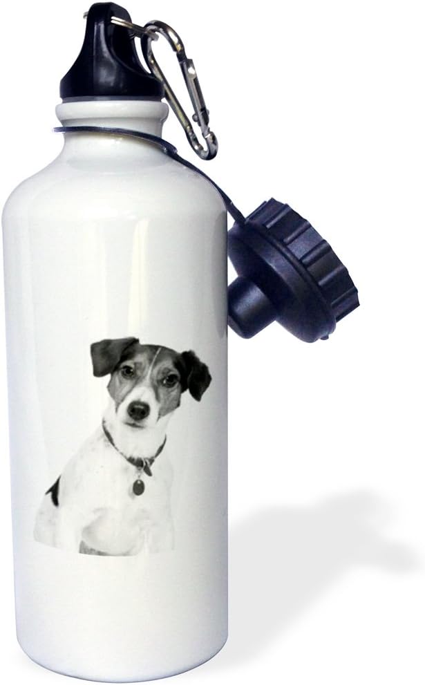 3dRose Rat Terrier-Sports Water Bottle, 21oz , 21 oz, Multicolor