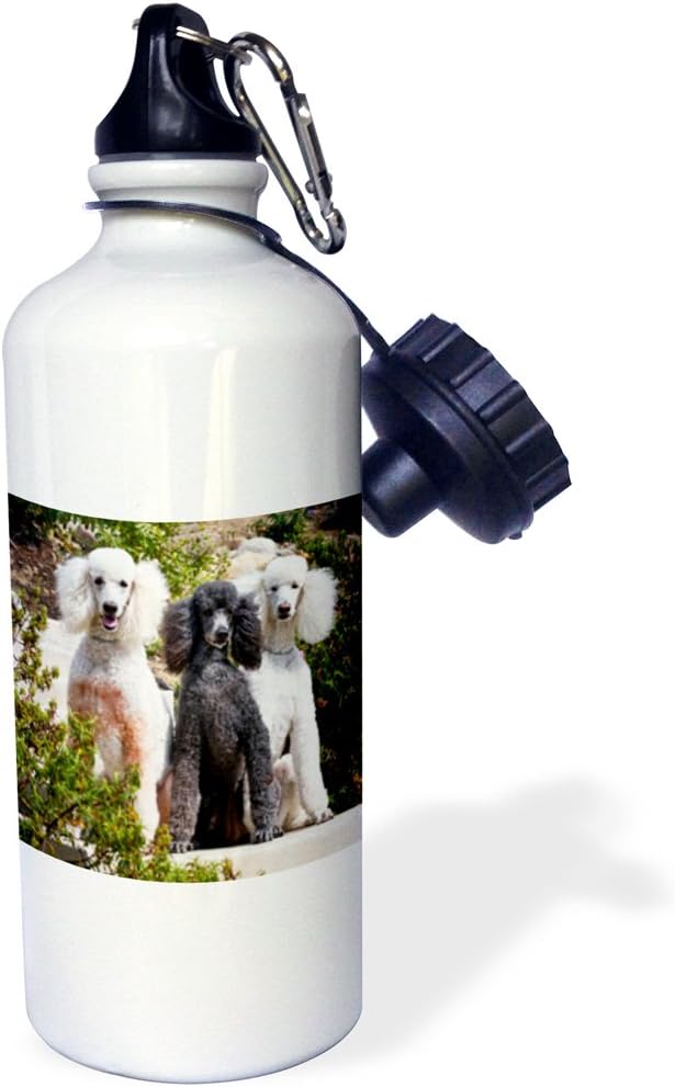 3dRose USA, California. Three Standard Poodles sitting together. -Sports Water Bottle, 21oz , Multicolored
