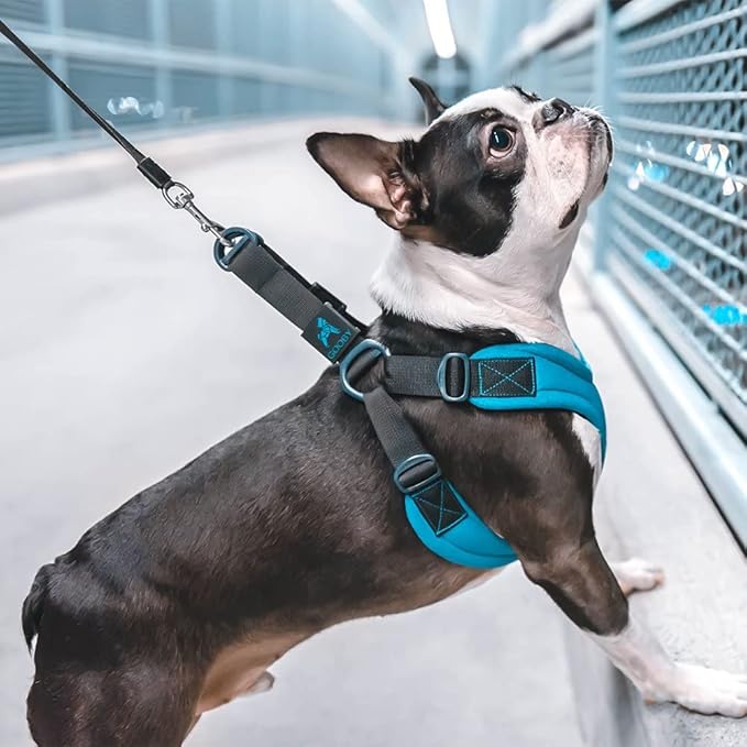 Gooby Escape Free Sport Harness - Turquoise, Small - No Choke Step-in Patented Neoprene Dog Harness with Four-Point Adjustment for Small to Medium Dogs