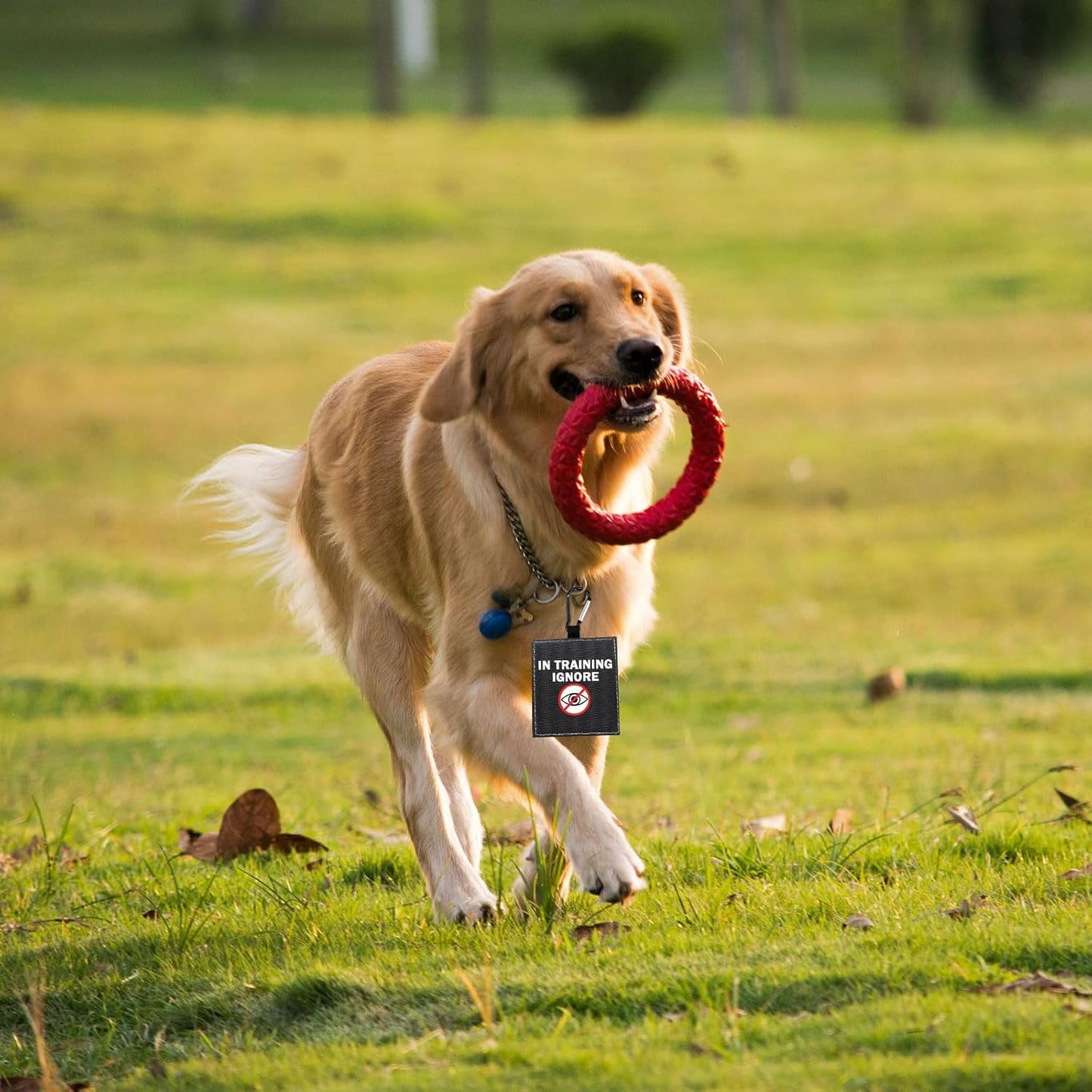 Funny Dog Leash Sleeve Have in Training Ignore Dog Leash Wrap Wrap Alert Hanging ID Patch Tag Pet Birthday Gift (Training Ignore-Tag)