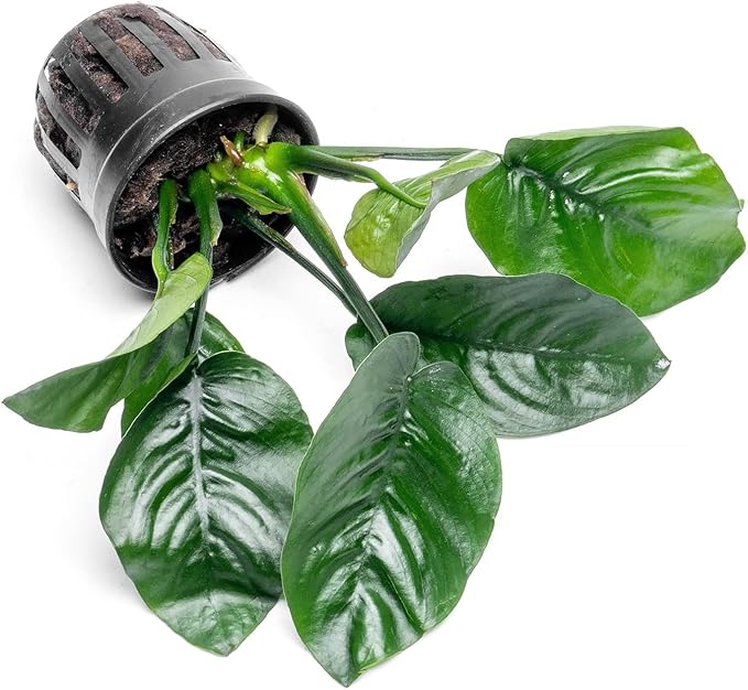 Anubias Live Aquarium Plants - Potted Freshwater Plant for Fish Tanks, Terrariums - Beginner Friendly Low Light (Barteri Butterfly, 5 Pots)