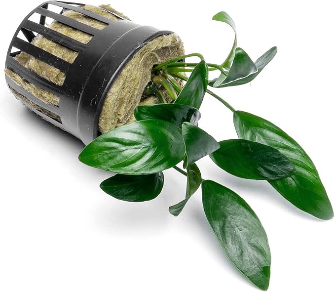 Anubias Live Aquarium Plants - Potted Freshwater Plant for Fish Tanks, Terrariums - Beginner Friendly Low Light (Congensis Mini, 3 Pots)