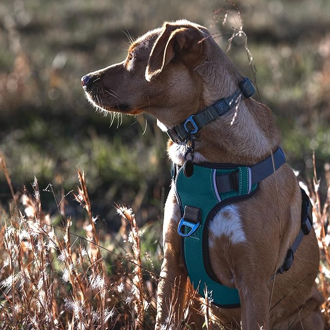 Embark Adventure Dog Harness, Easy On and Off with Front and Back Leash Attachment Points & Control Handle - No Pull Training, Size Adjustable and No Choke (Small - Teal Blue)