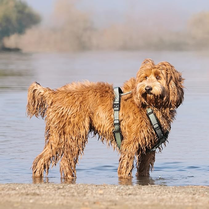 CLEPAWS Dog Harness for X-Large Dogs, No Pull Dog Harness Easy Walk with Metal Hardware, Ergonomic Y-Shaped Design, Soft Padding, Padded Handle, Durable High-Tensile Nylon (Seabreeze, XL)