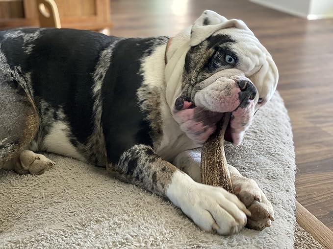 Large Whole Single Pack (for 35-65 lb Dogs) Premium Grade Elk Antler for Dogs (1 Piece) Sourced in The USA