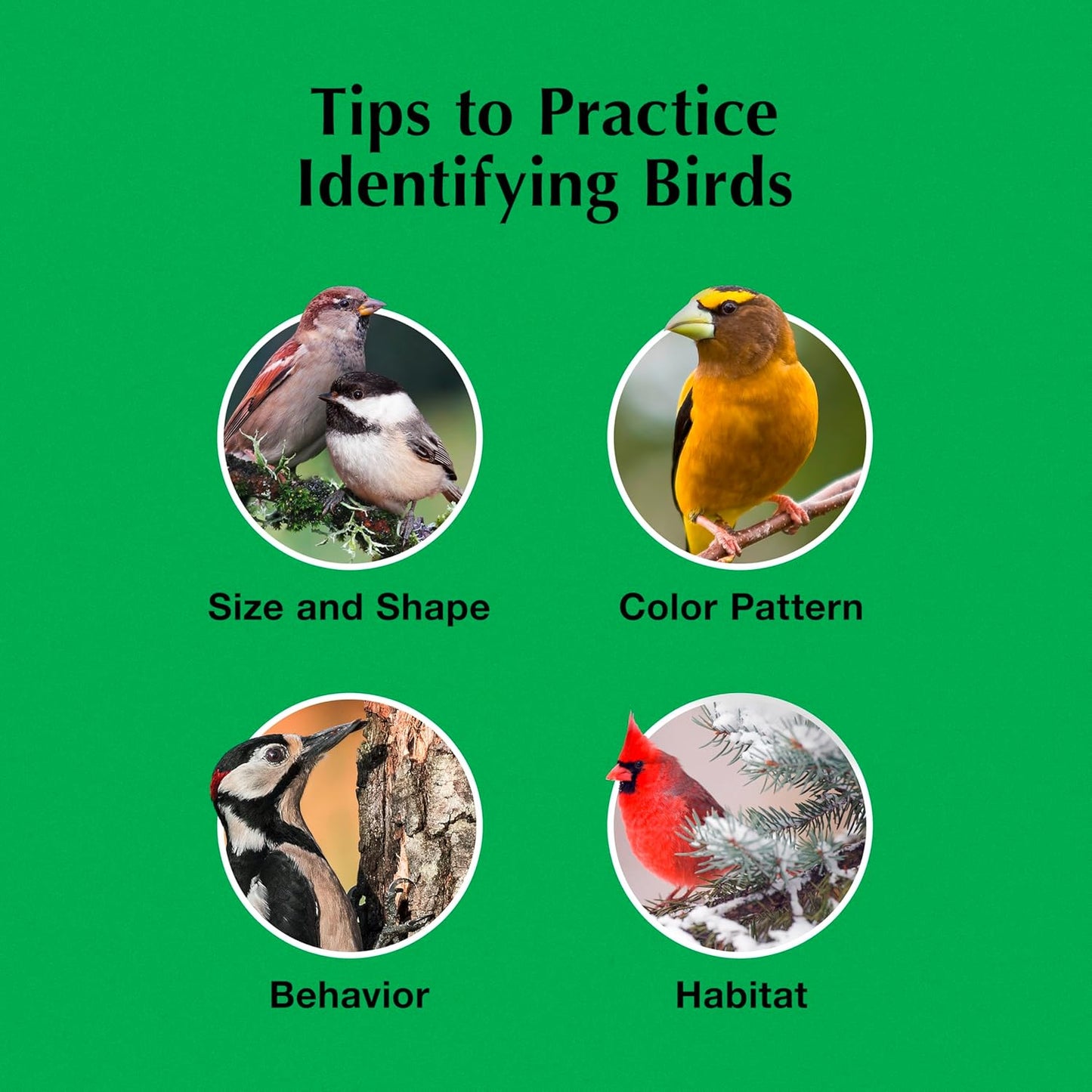 C&S Oriole Delight No Melt Suet Dough 11.75 Ounces 8 Pack