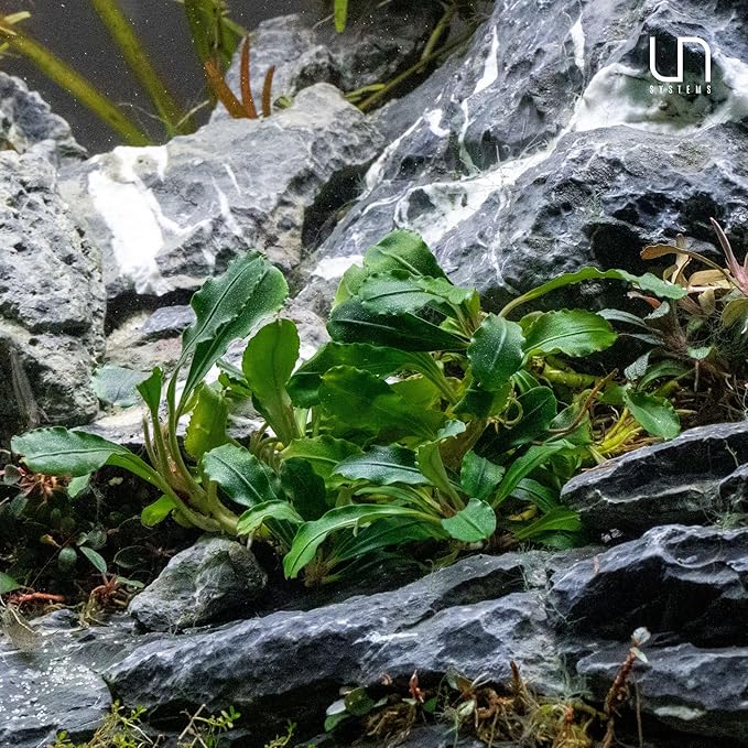 Ultum Nature Systems Live Tissue Culture - Bucephalandra Brownie Phoenix - Easy, Low-Med Light - Dark Green, Red, Purple Accent - Foreground to Midground - 100% Snail Free Grown In-Vitro - Regular Cup