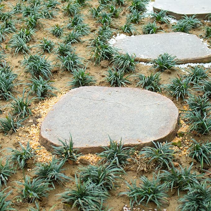 3lb Cactus Pea Gravel Rocks,1/5 Inch Pebbles for Indoor Plants, Natural Succulent Rock and River Rocks Decorative for Aquariums, Vases, Terrarium, Outdoor Gardening, Top Dressing for Potted Plants