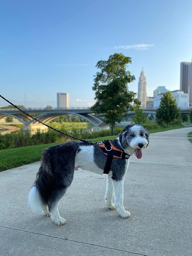 ShawnCo Essential Dog Harness, No-Pull Pet Vest with 3 Leash Clips, No Choke, Reflective, Adjustable and Padded, for Easy Walking and Training for Small, Medium and Large Dogs (Sunset Orange, M)