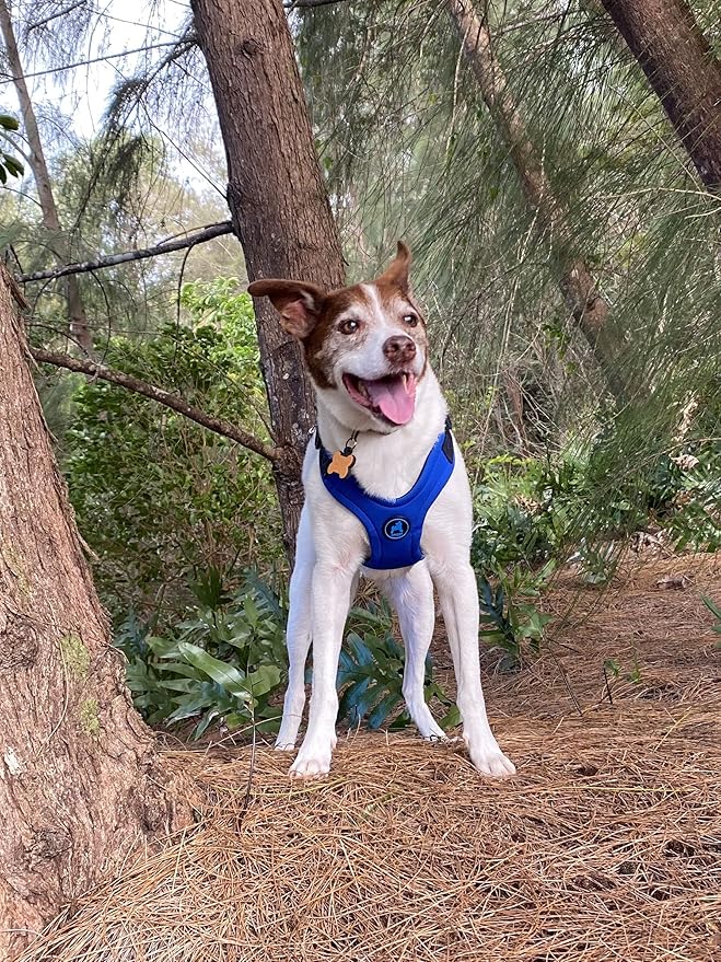 Gooby Escape Free Sport Harness - Blue, Large - No Choke Step-in Patented Neoprene Small Dog Harness with Four-Point Adjustment - Perfect on The Go Dog Harness for Medium Dogs No Pull and Small Dogs