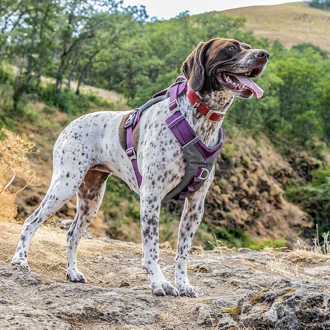 Kurgo Journey Air Dog Harness - Secure Fit for Active Dogs - Padded Chest - Lightweight Ripstop Fabric - Breathable Mesh - Reflective Trim - Back Assist Handle - Purple - X-Large