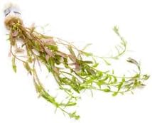 Live Aquarium Stem Plants - Freshwater Aquatic Plant for Fish Tanks, Aquascaping - (Rotala Ceylon, 4 Bunches)