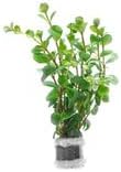 Live Aquarium Stem Plants - Freshwater Aquatic Plant for Fish Tanks, Aquascaping - (Rotala Ceylon, 4 Bunches)