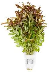 Live Aquarium Stem Plants - Freshwater Aquatic Plant for Fish Tanks, Aquascaping - (Needle Leaf Ludwigia Arcuata, 1 Bunch)