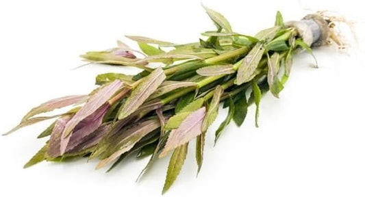 Live Aquarium Stem Plants - Freshwater Aquatic Plant for Fish Tanks, Aquascaping - (Limnophila Aromatica, 4 Bunches)