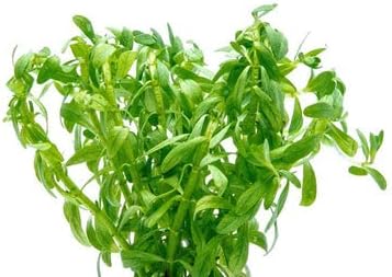 Live Aquarium Stem Plants - Freshwater Aquatic Plant for Fish Tanks, Aquascaping - (Staurogyne Sp. Porto Velho, 1 Pot)