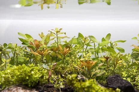 Live Aquarium Stem Plants - Freshwater Aquatic Plant for Fish Tanks, Aquascaping - (Needle Leaf Ludwigia Arcuata, 1 Bunch)