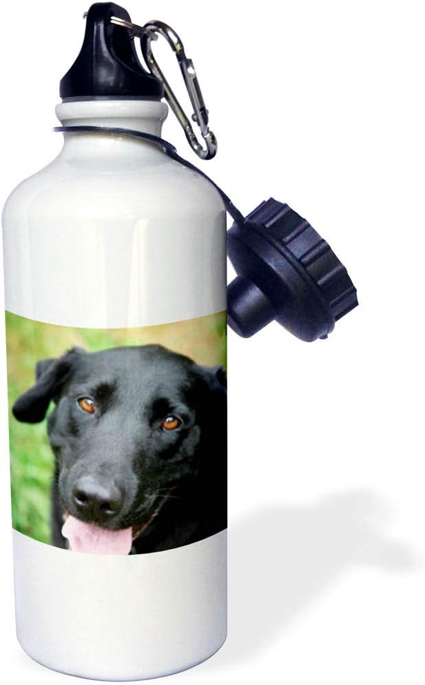 3dRose Black Labrador Sports Water Bottle, 21 oz, Multicolored