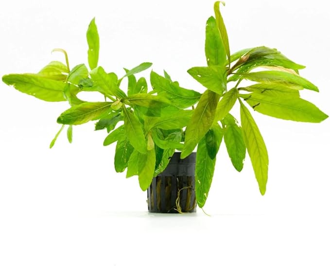 Live Plants - Staurogyne Bihar (Staurogyne sp. Bihar) - Moderate to High Light Aquarium Display, Olive Green Accent, Foreground to Midground Aquascaping - Pot