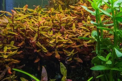 Live Aquarium Red Stem Plants - Freshwater Aquatic Plant for Fish Tanks, Aquascaping - (Ammania Gracilis, 1 Bunch)