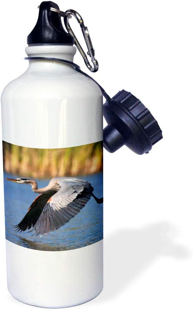 3dRose USA, California, San Diego, Lakeside Blue Heron Flying Sports Water Bottle, 21 oz, Multicolor