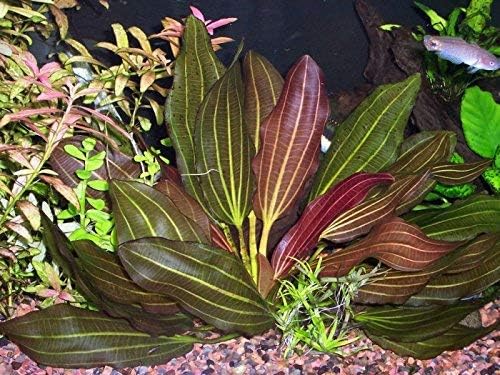 Potted Melon Sword - Beginner Tropical Live Aquarium Plant (Green, 3 Pack)
