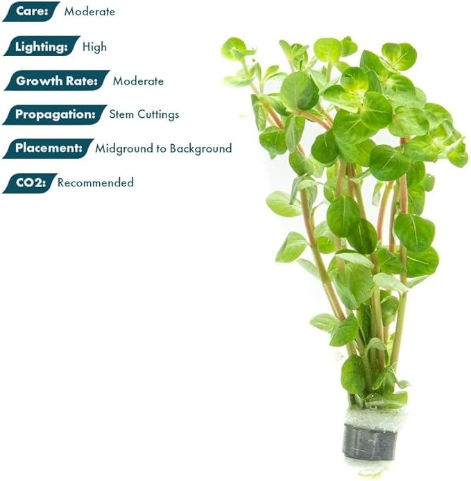 Live Plant - Rotala Fujian - Moderate Care, High Light, Orange-Pink Accent, Freshwater Aquatic Plant for Aquascaping - Lead Bunch