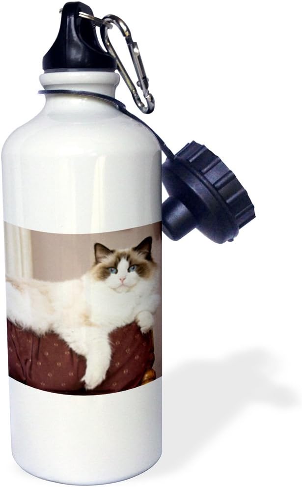 3dRose "Purebred Rag Doll Cat lounging NA02 PWO0122 PiperAnne Worcester" Sports Water Bottle, 21 oz, White