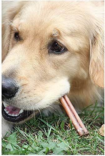 Downtown Pet Supply Bully Sticks for Dogs - Natural 6 Inch Beef Chews, Odor-Free & Rawhide-Free, Long Lasting Dog Treats for Aggressive Chewers - Healthy, Safe & Delicious Chews Dogs Love (100 Pack)