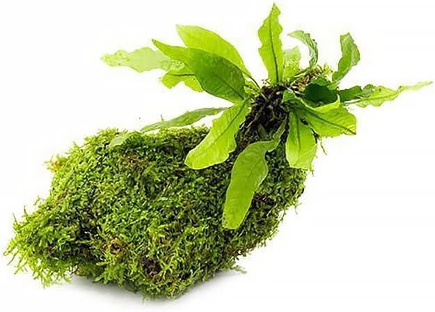 Live Aquarium Plants on Driftwood, Lava Rock, Moss, Fiber Mat - Freshwater Fish Tanks - Easy, Beginner Friendly (Java Fern with Moss, Driftwood (Medium))