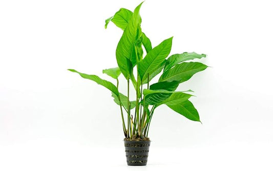Anubias Live Aquarium Plants - Potted Freshwater Plant for Fish Tanks, Terrariums - Beginner Friendly Low Light (Heterophylla, Mother Plant)