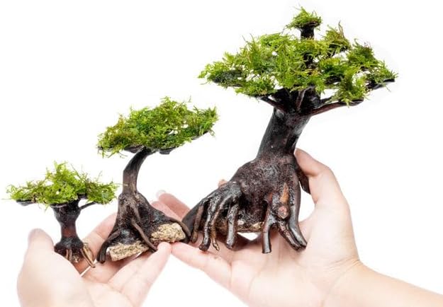 Live Aquarium Plants on Driftwood, Lava Rock, Moss, Fiber Mat - Freshwater Fish Tanks - Easy, Beginner Friendly (Moss on Bonsai Tree, (Small))