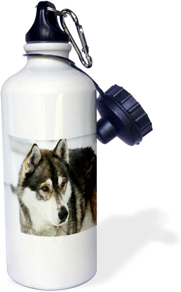 3dRose Print of Husky Painting Sports Water Bottle, 21 oz, Multicolor
