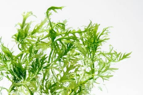 Live Aquarium Stem Plants - Freshwater Aquatic Plant for Fish Tanks, Aquascaping - (Water Wisteria Hygrophila Difformis, 1 Bunch)