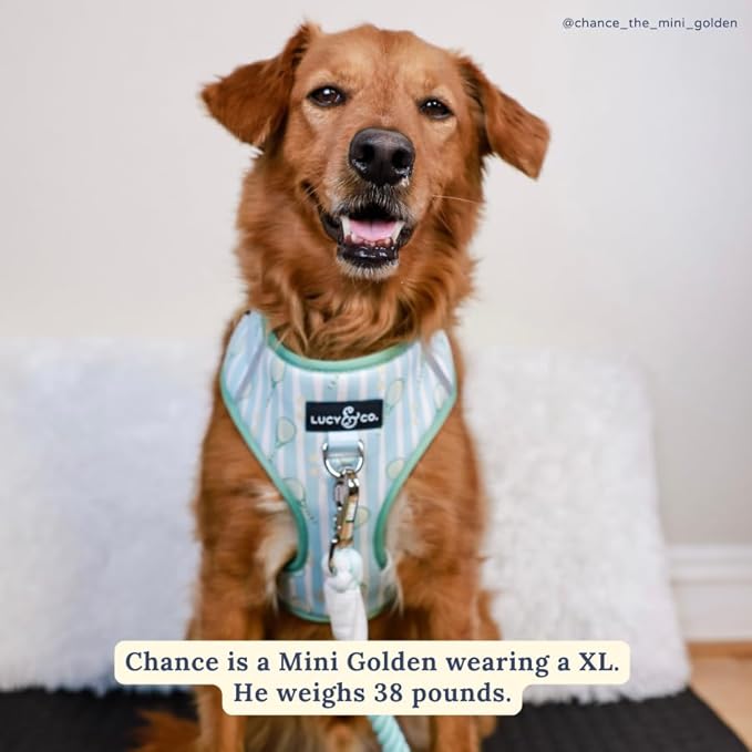 Lucy & Co. The Match Point No-Pull Dog Harness - Size X-Small - Vest to Stop Pulling & Walk Easy - Comfortable Leash Training Product w/Adjustable Chest & Neck Straps