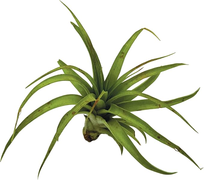 Air Plants - Tillandsia Brachycaulos Multiflora, Jumbo 5-7" - 2 ct - Live Arrival Guaranteed - House Plants for Home Decor & Gift