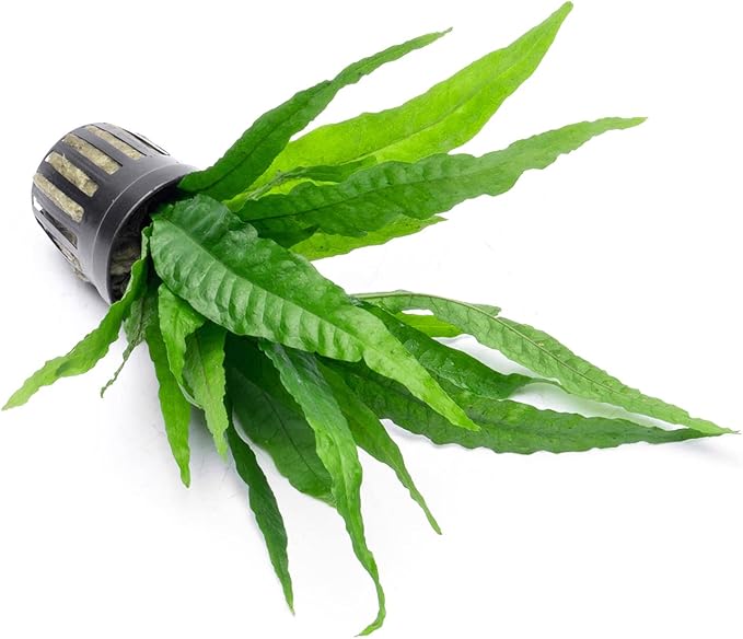 Java Fern Live Aquarium Plants - Potted Freshwater Plant for Fish Tanks - Beginner Friendly, Low Light (Java Fern, 5 Pots)