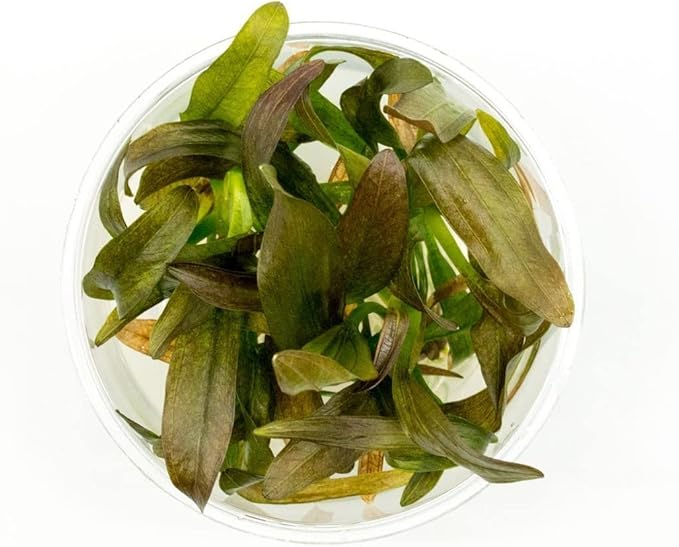 Ultum Nature Systems Echinodorus Rose Sword Tissue Culture Live Plant for Aquarium, Freshwater Fish Tank, Aquascaping - 100% Snail Free in Vitro