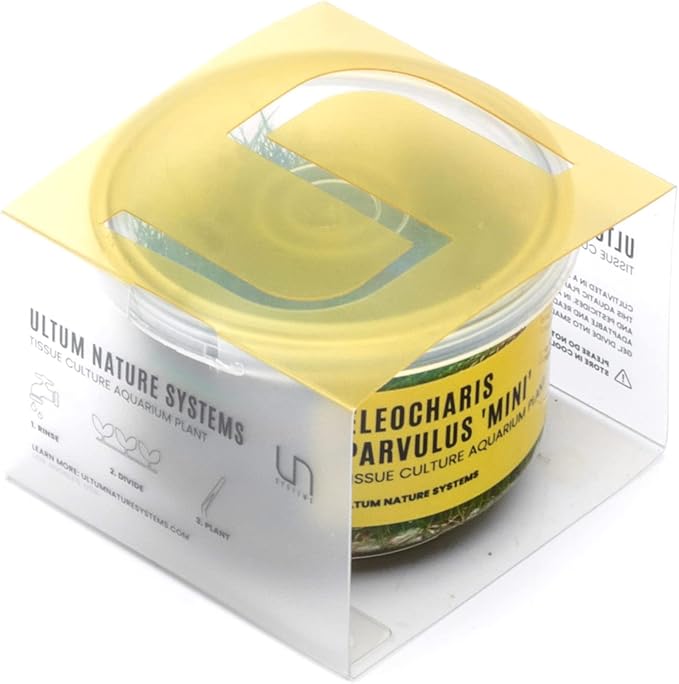 Ultum Nature Systems Mini Dwarf Hair Grass Eleocharis Parvulus Tissue Culture Live Plant for Aquarium, Aquascape, Freshwater Fish Tanks - 100% Snail Free in Vitro