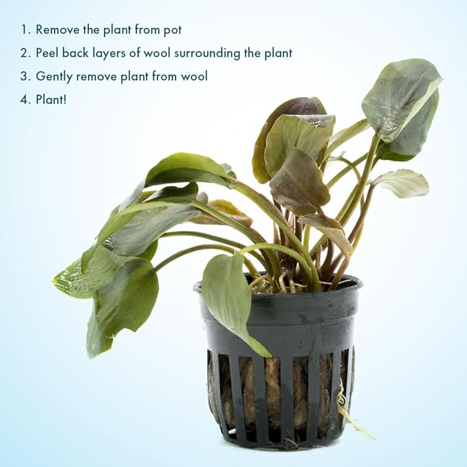 Live Plants - Lagenandra Meeboldii Red (Lagenandra meeboldii) - Moderate to High Light Tank Display, Red to Bronze Accent, Midground Placement, Freshwater Aquatic Plant - Pot