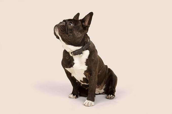 Cactus Leather Dog Collar - Eco-Friendly, Stylish, Easy-to-Clean Pet Collar with Gold Hardware, D-Rings for Leash & ID Tag (Large, Black)