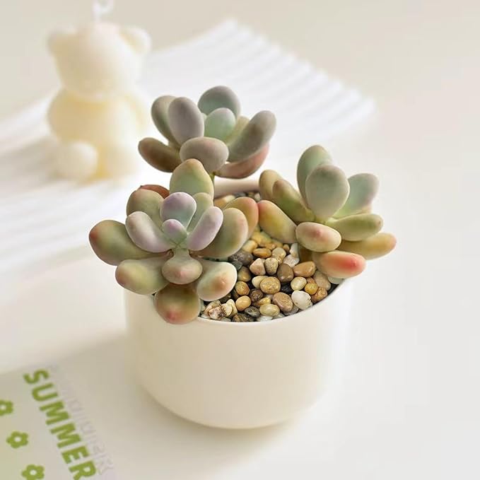 5 lbs Polished Pebbles, 3/8 Inch Pea Gravel for Plants, Decorative Stones River Rocks for Succulent Soil Cover, Cactus, Aquarium, Vase and Outdoor Garden Landscaping