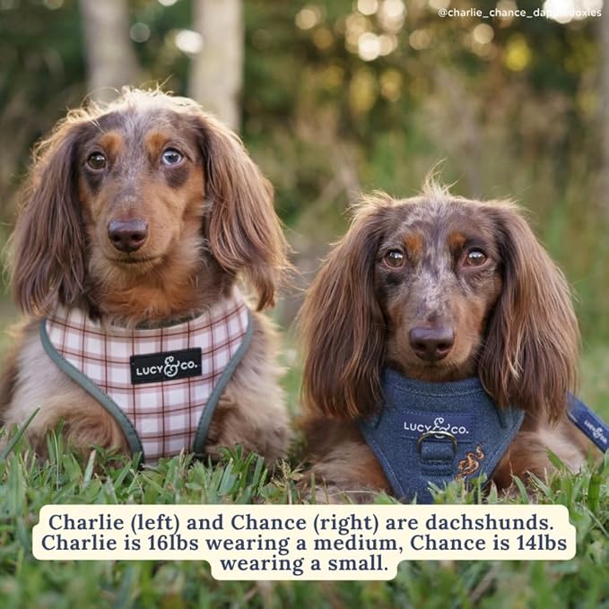 Lucy & Co. The Giddy Up No-Pull Dog Harness for Dogs – Vest to Stop Pulling & Walk Easy – Comfortable Leash Training Product w/Adjustable Chest & Neck Straps - Blue Demin Cowboy - Small