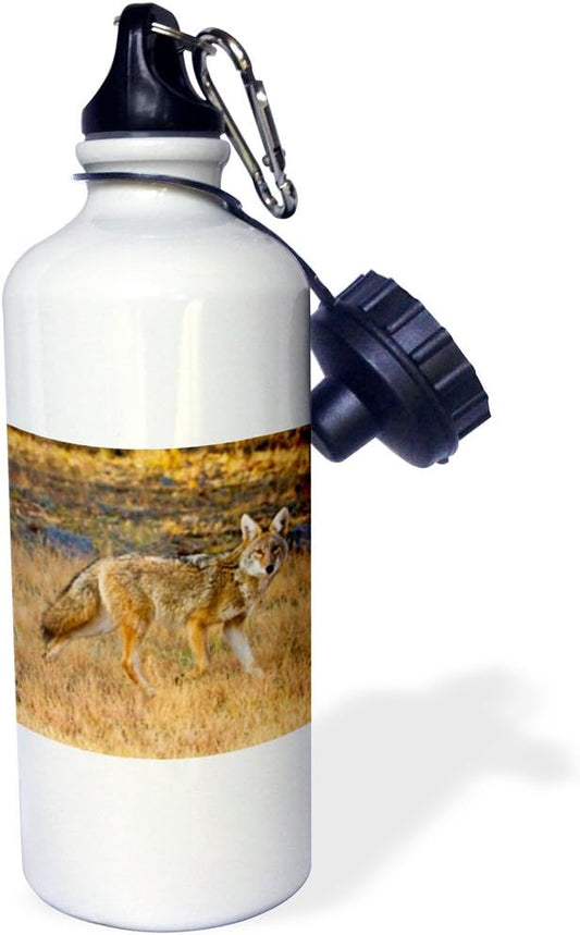 3dRose Coyote, Canis latrans, Hunting. -Sports Water Bottle, 21oz , 21 oz, Multicolor