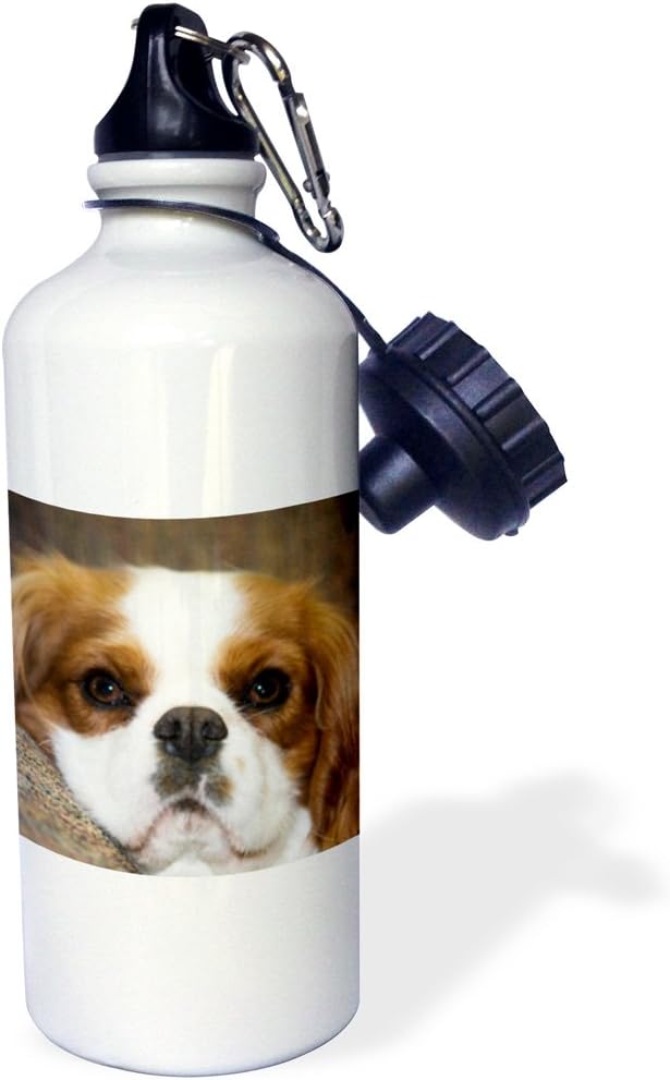 3dRose "Purebred Cavalier King Charles Spaniel dog NA02 PWO0088 PiperAnne Worcester" Sports Water Bottle, 21 oz, White