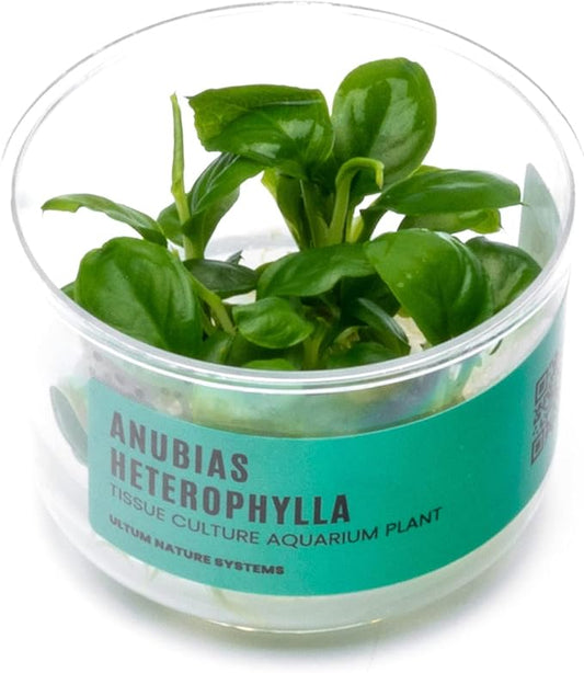 Ultum Nature Systems Anubias Heterophylla Tissue Culture Live Plant for Aquarium, Aquascape, Freshwater Fish Tanks - 100% Snail Free in Vitro